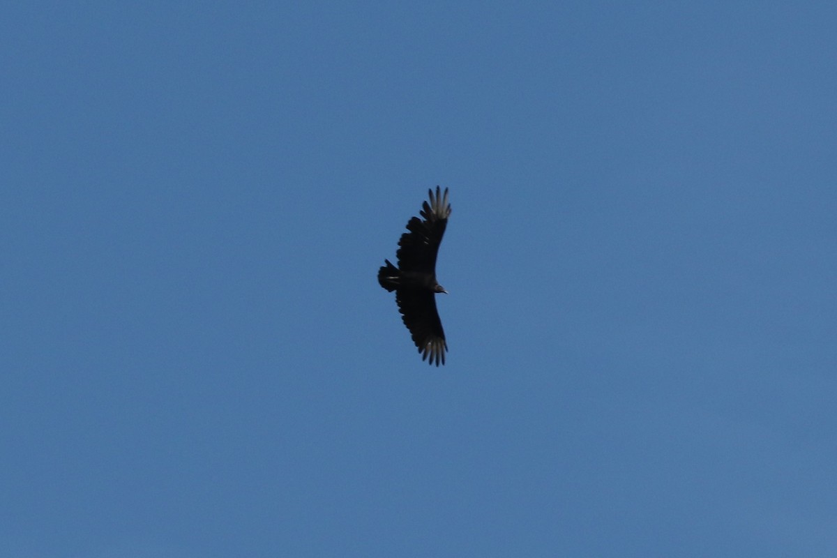 Black Vulture - ML115369681