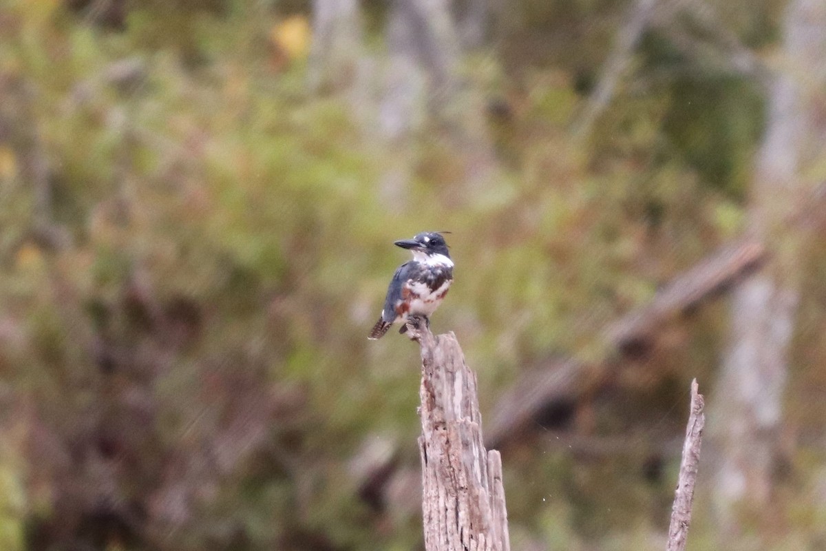 Belted Kingfisher - ML115369741