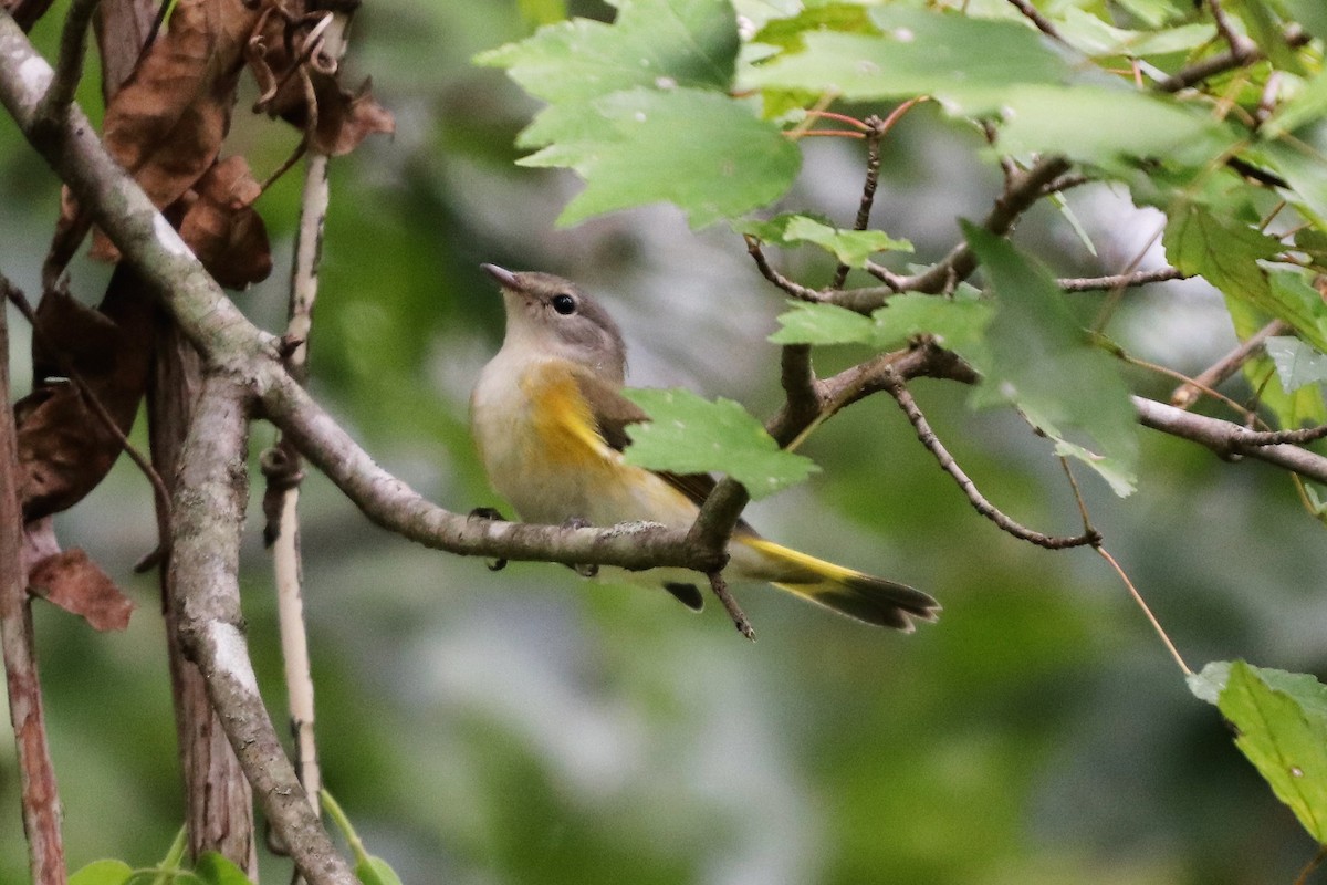 American Redstart - ML115370151