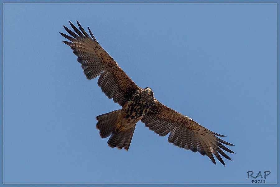 Harris's Hawk - ML115370421