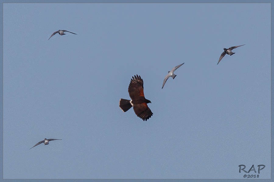 Harris's Hawk - ML115370431