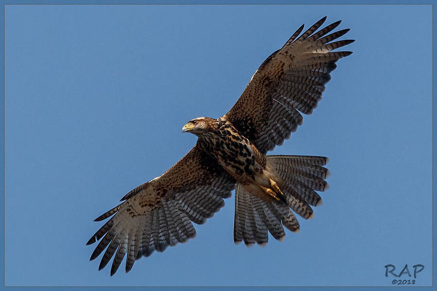 Harris's Hawk - ML115370441