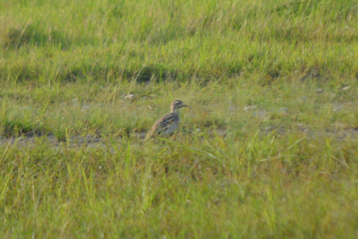Indian Thick-knee - ML115371601