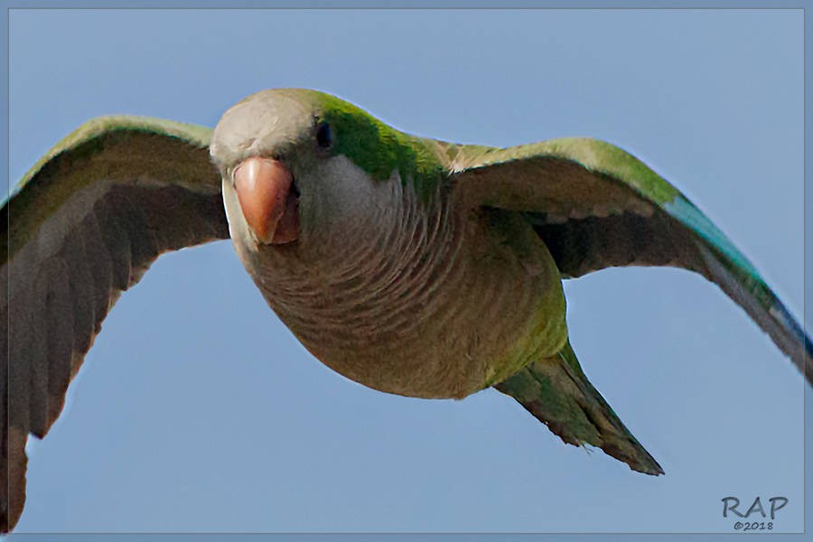Monk Parakeet - ML115372711