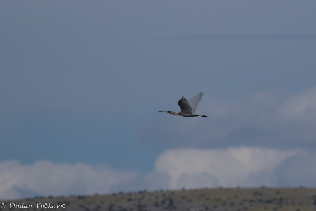 Eurasian Spoonbill - ML115373151