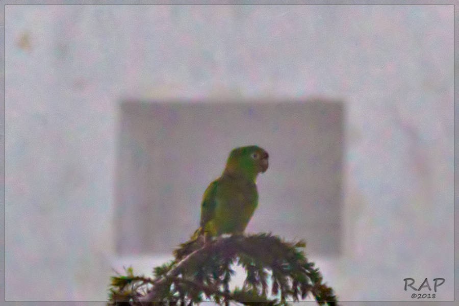 White-eyed Parakeet - ML115373411