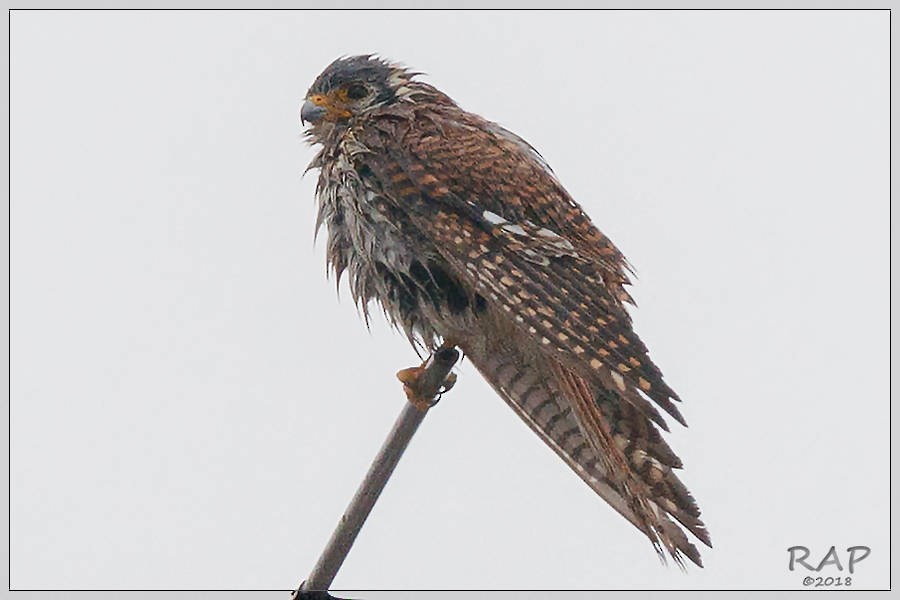 American Kestrel - Ricardo A.  Palonsky