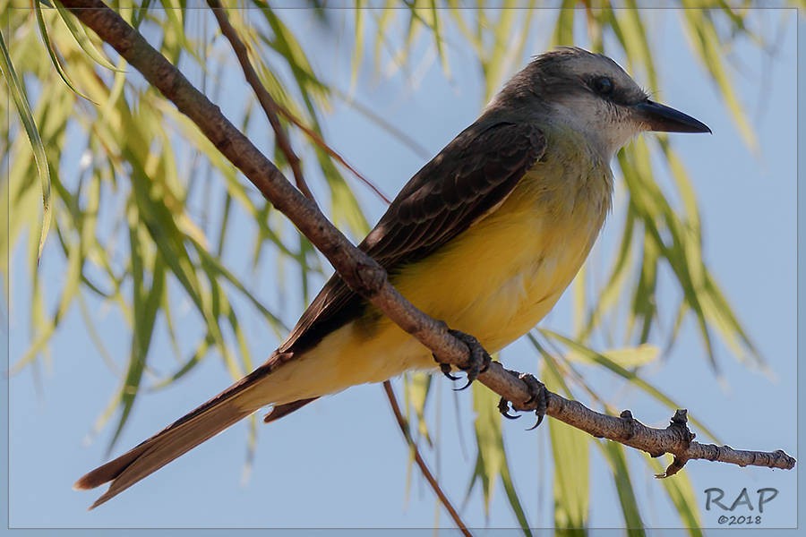 Tropical Kingbird - ML115374701