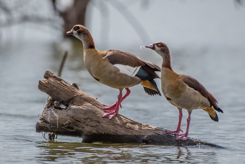 Egyptian Goose - Roberto Dall Agnol