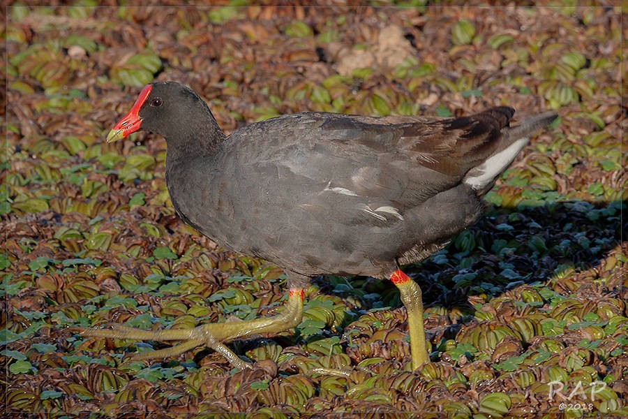 Common Gallinule - ML115375151