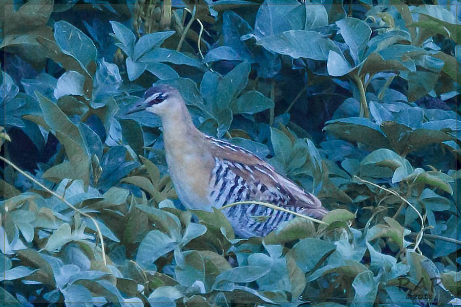 Yellow-breasted Crake - ML115375291