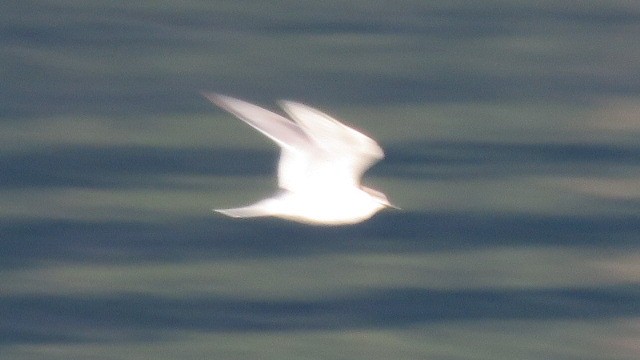 Arctic Tern - ML115376271