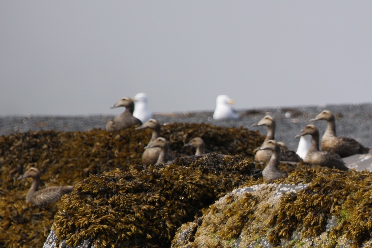 Eider à tête grise - ML115376661