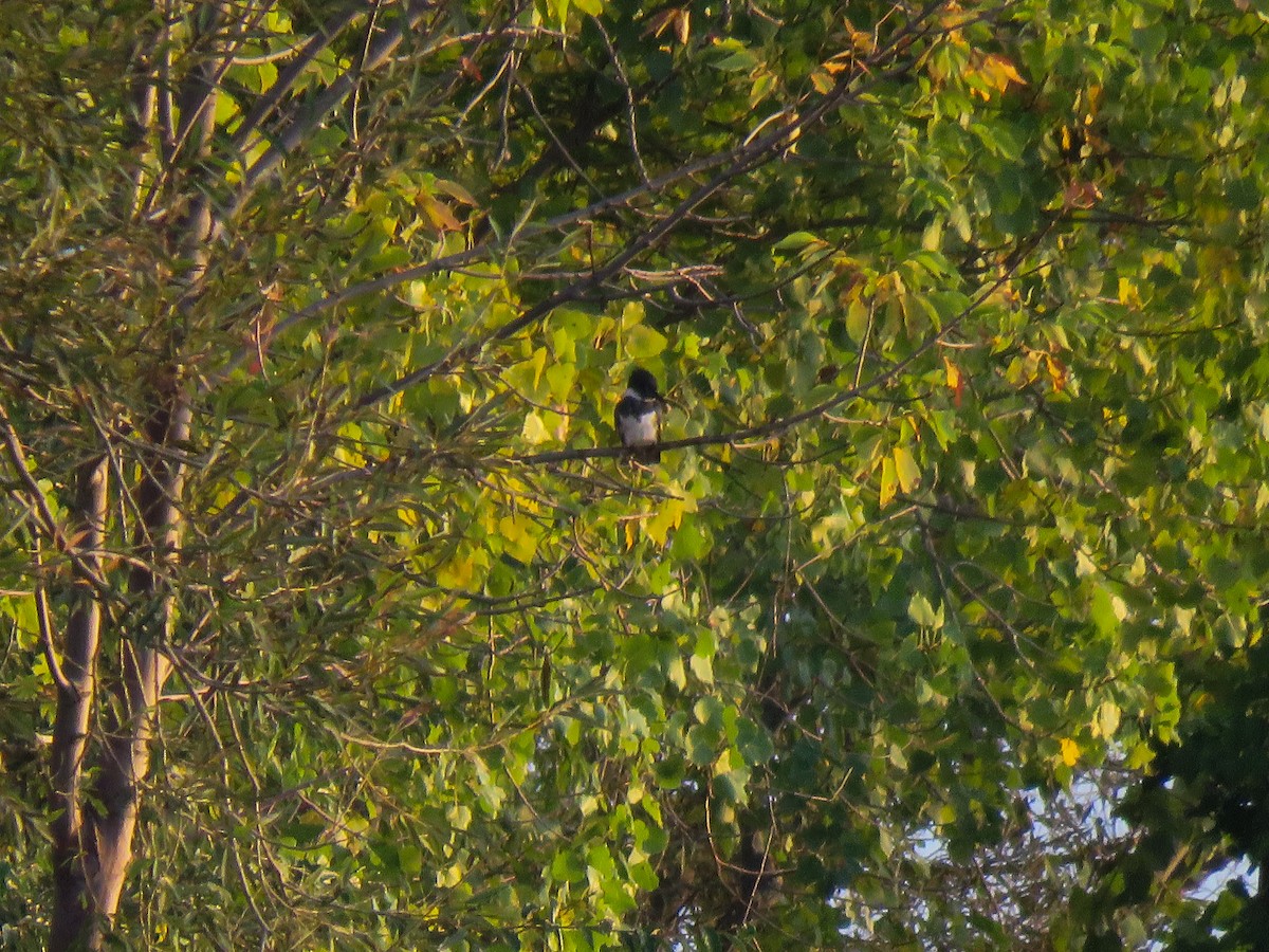 Belted Kingfisher - ML115378131