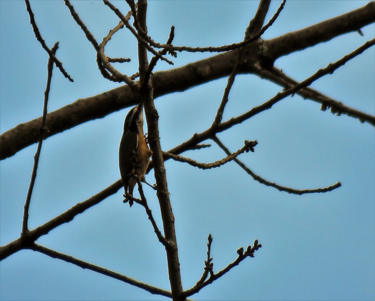 Red-breasted Nuthatch - ML115378401