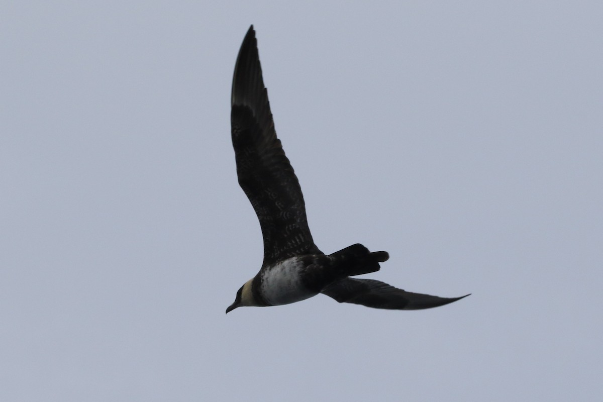 Pomarine Jaeger - Robin Corcoran