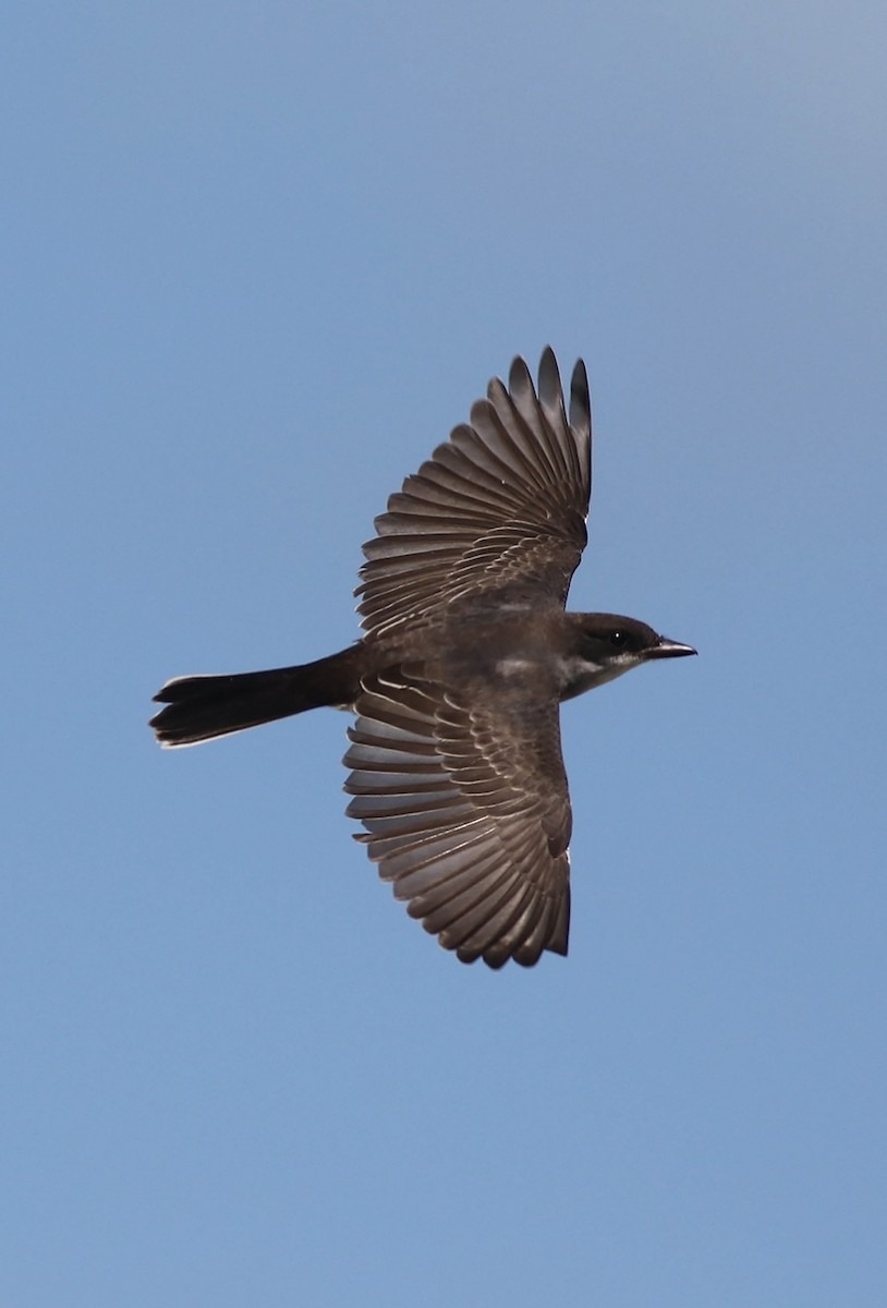 Eastern Kingbird - ML115380981