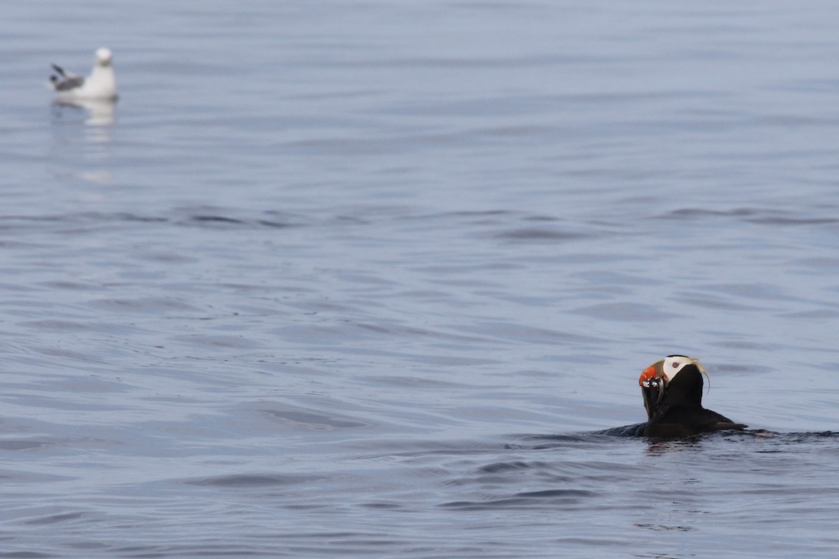 Tufted Puffin - Robin Corcoran