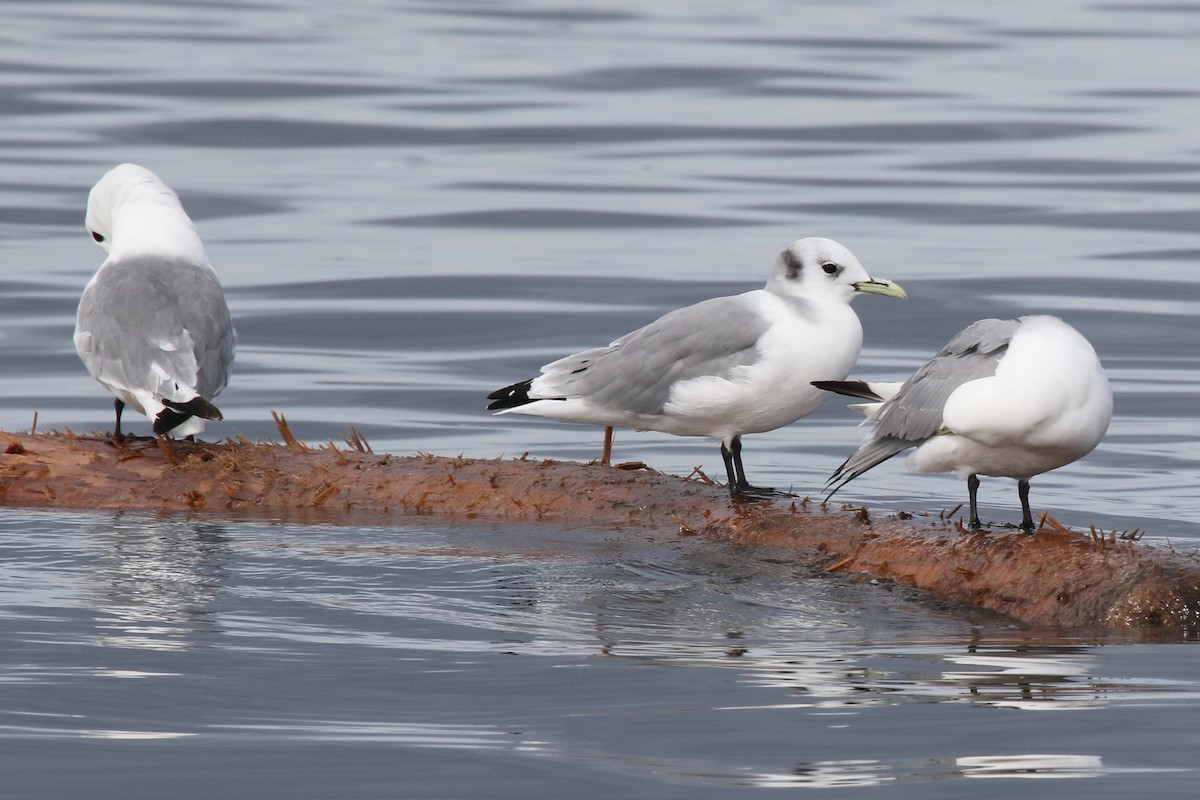 Mouette tridactyle - ML115381081