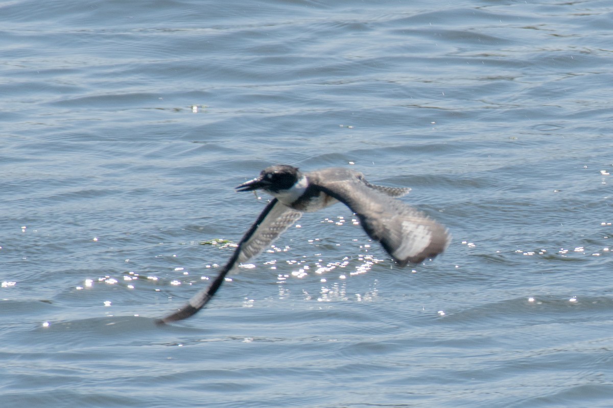 Belted Kingfisher - ML115381261