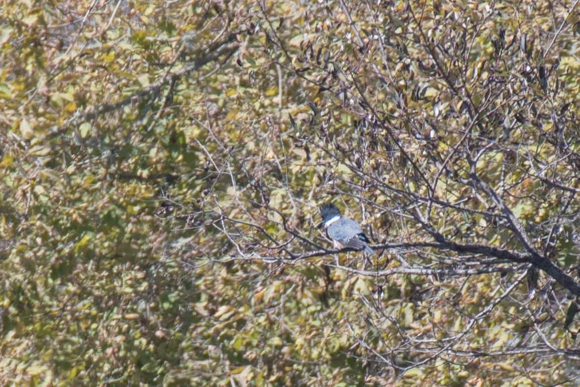 Belted Kingfisher - ML115381271