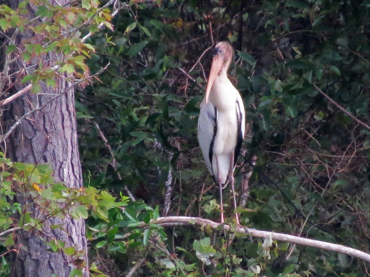 Wood Stork - Audrey Whitlock