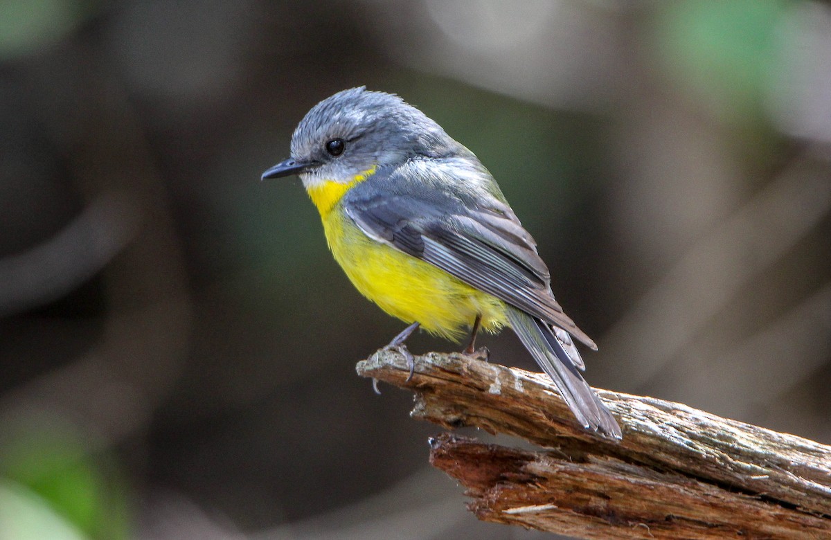 Eastern Yellow Robin - ML115385841