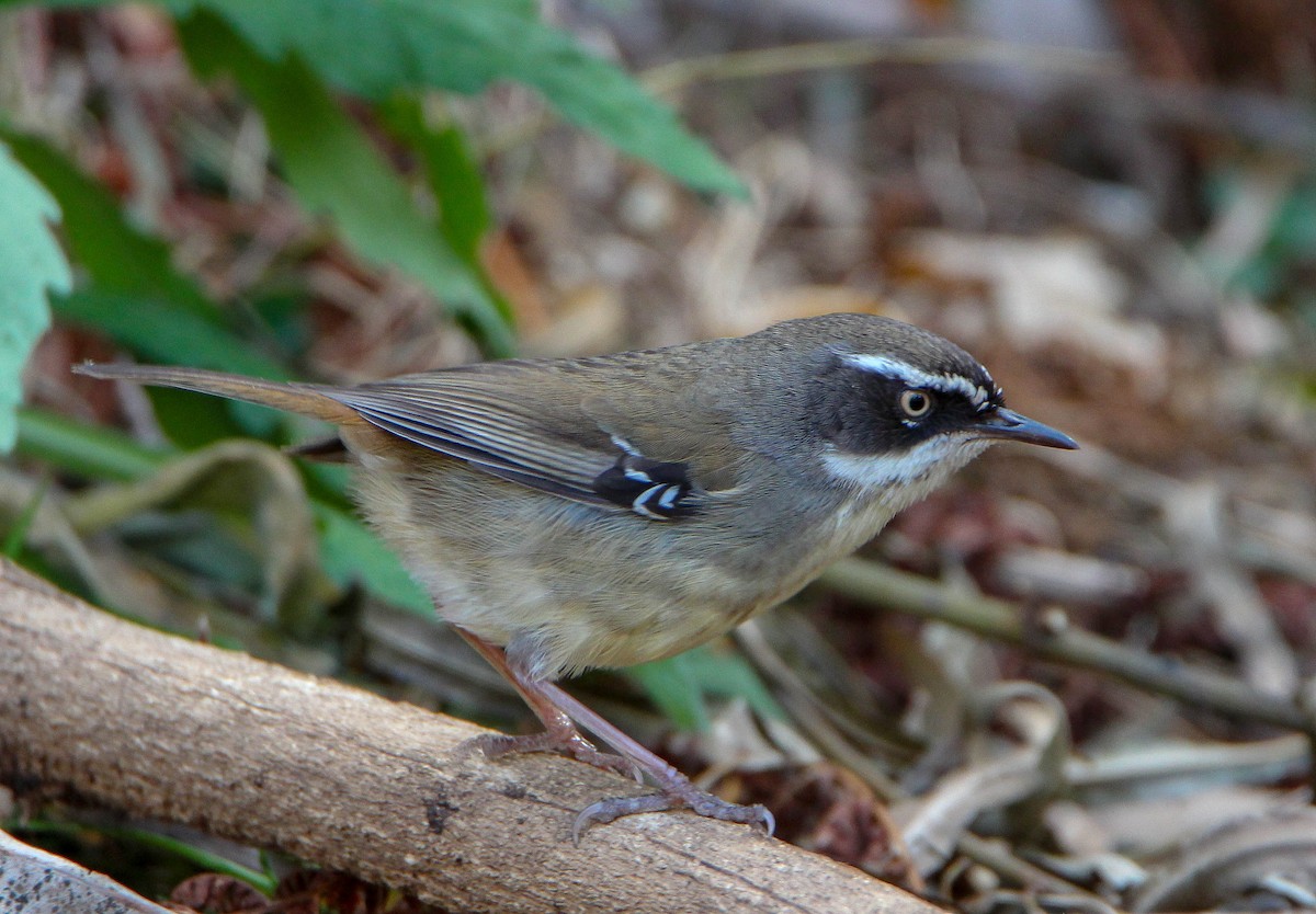 White-browed Scrubwren - ML115386071