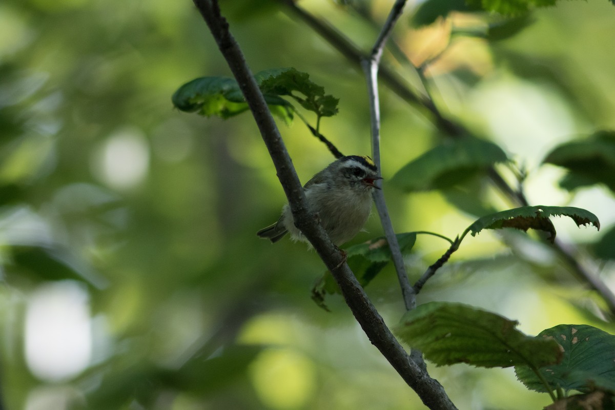 Golden-crowned Kinglet - Justin Saunders