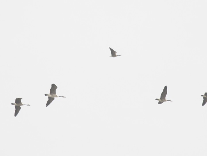 Branta kanadar txikia - ML115390361