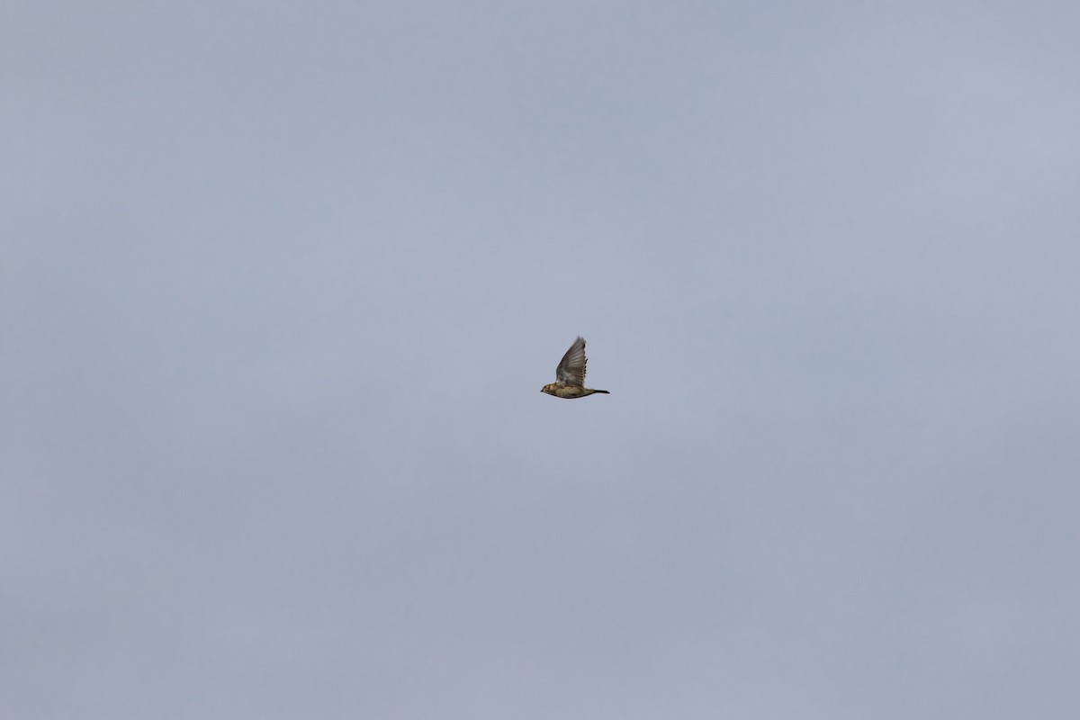 Lapland Longspur - ML115391291