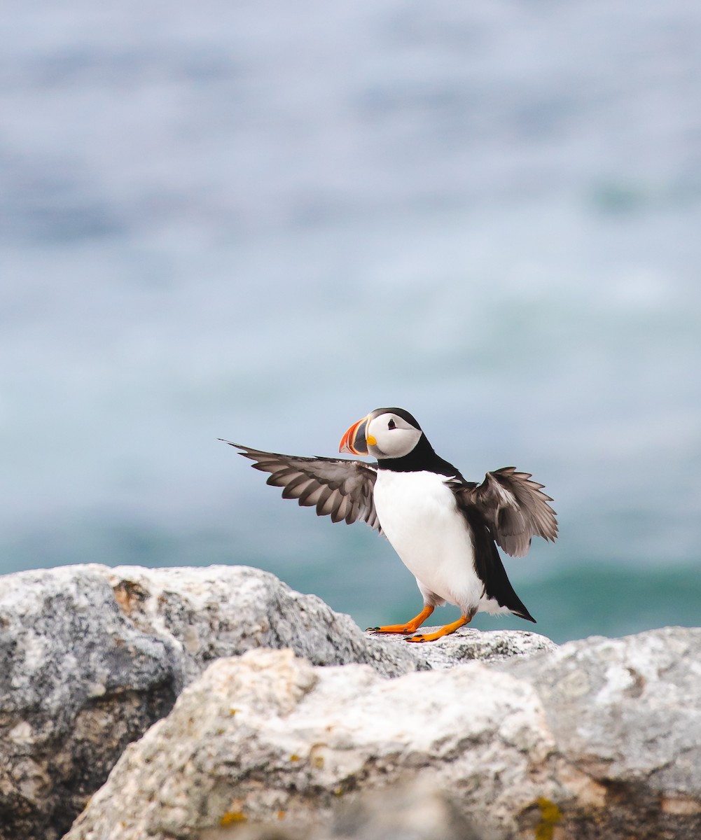 Atlantic Puffin - ML115392071