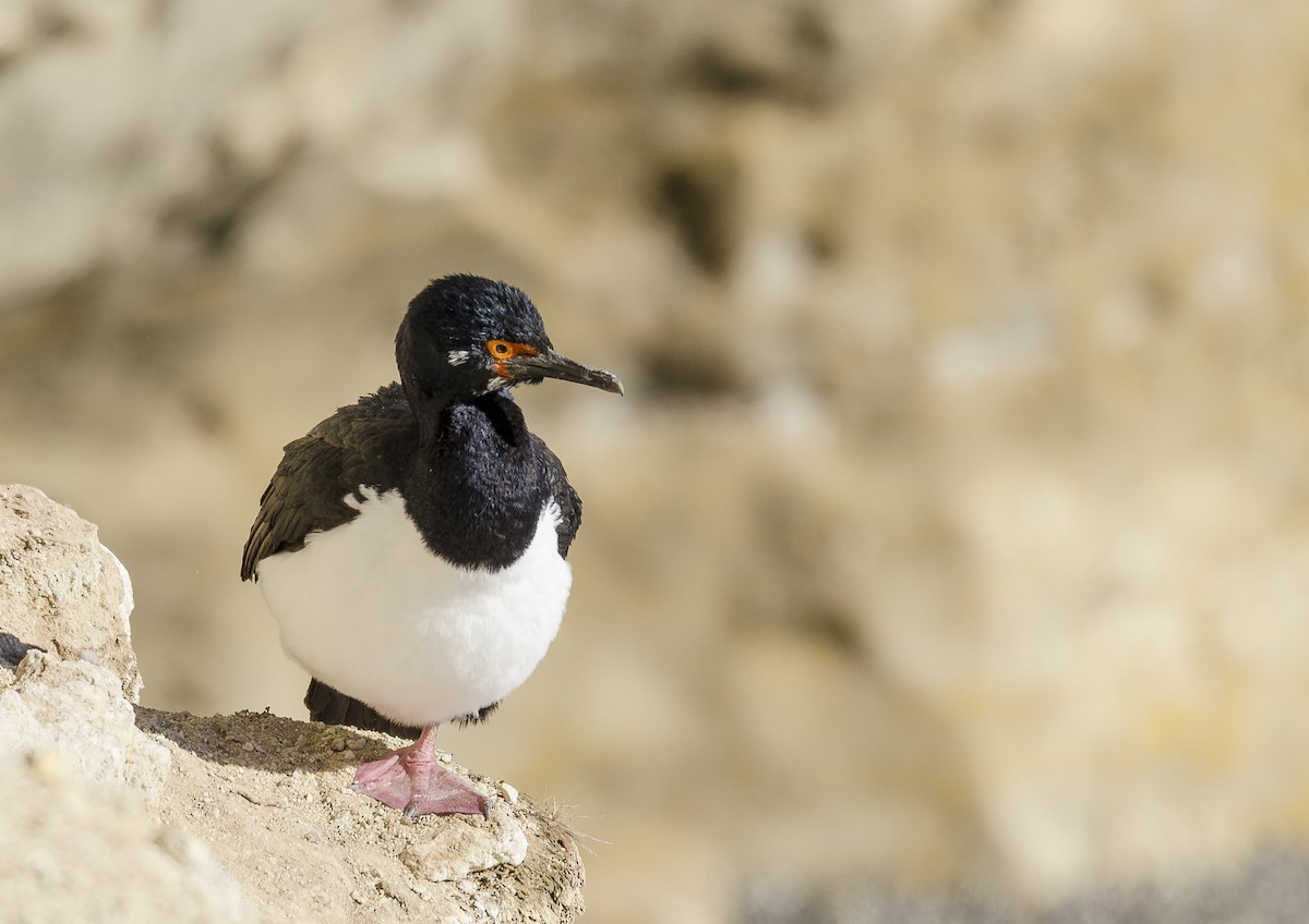 Magellanic Cormorant - ML115393051