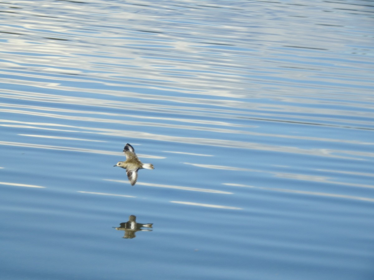 Black-bellied Plover - ML115393091