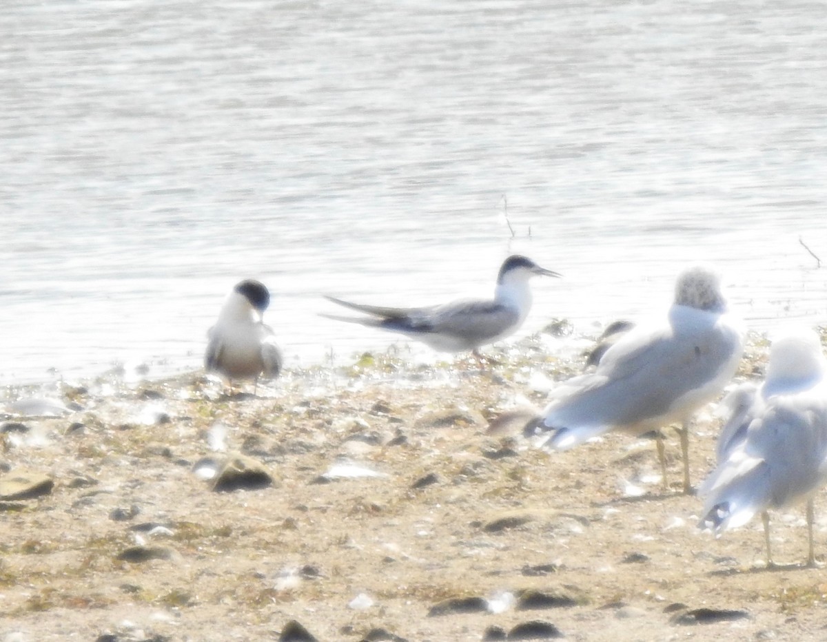 Common Tern - inga schmidt