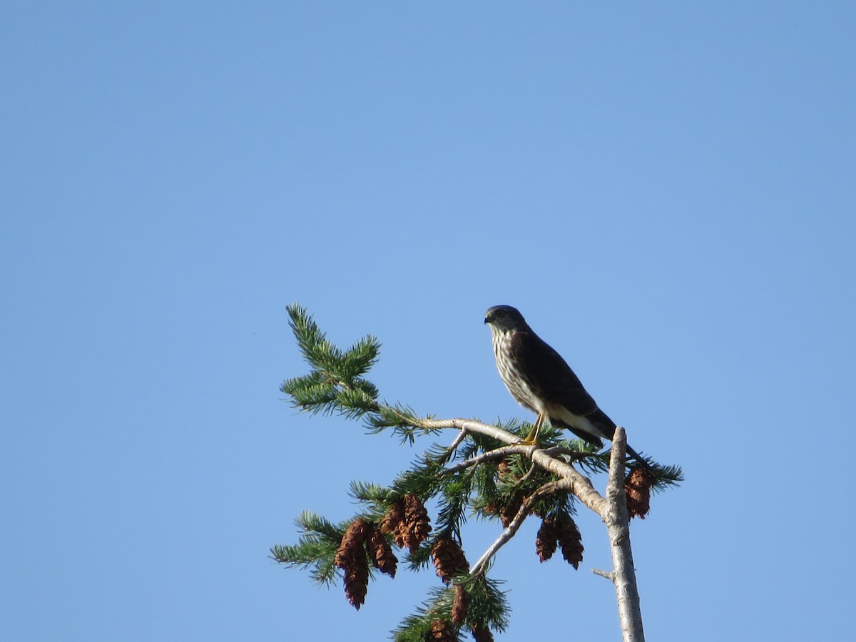 Sharp-shinned Hawk - ML115397751