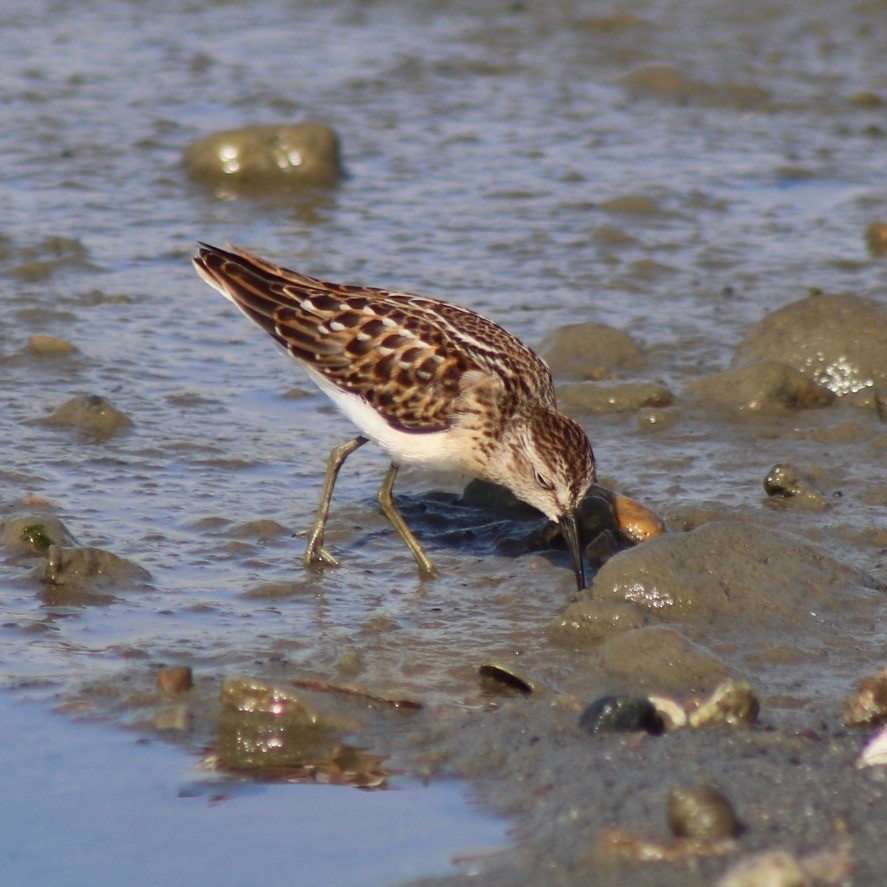 Least Sandpiper - Debbie Plume