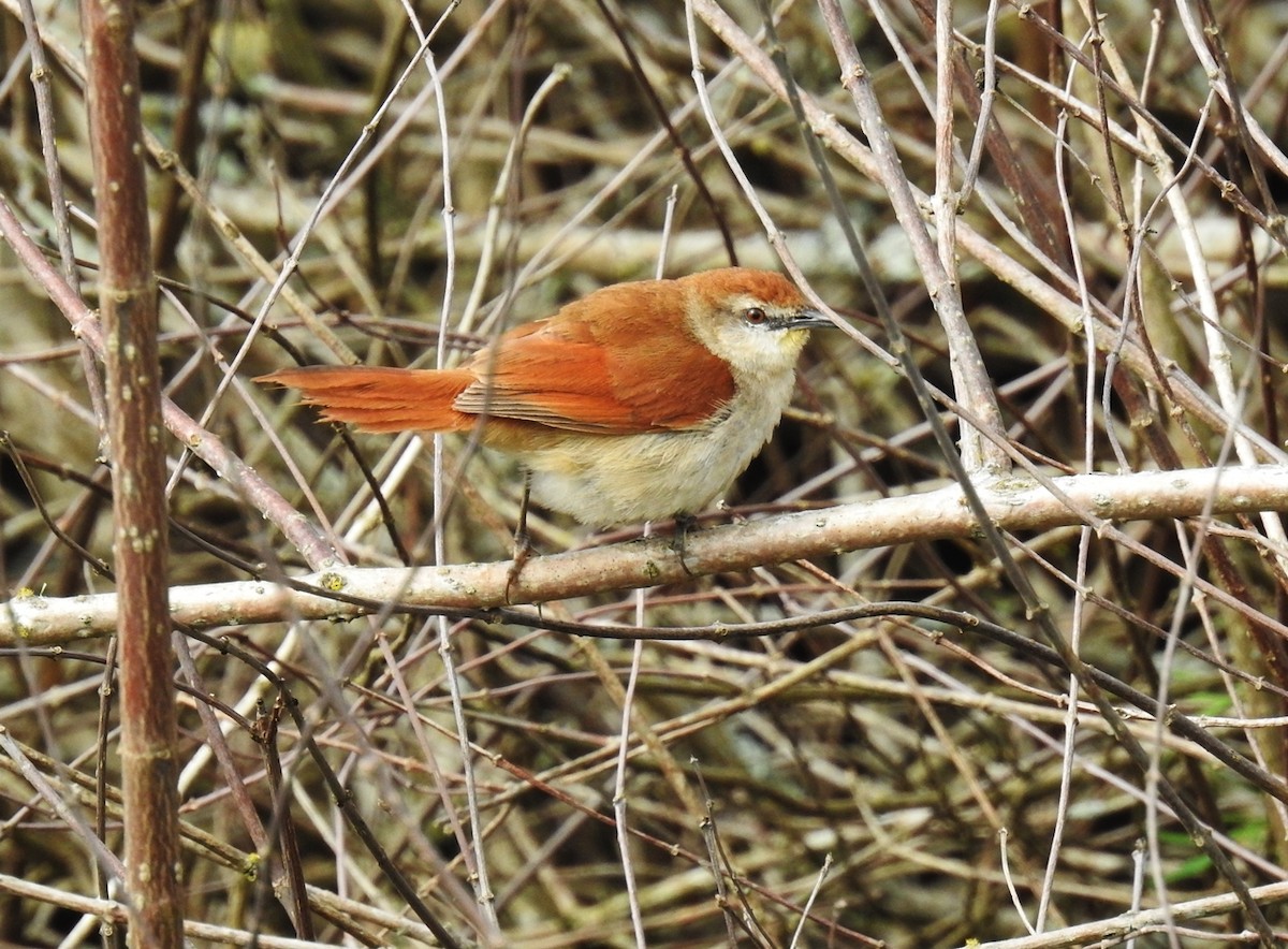 Yellow-chinned Spinetail - ML115398671
