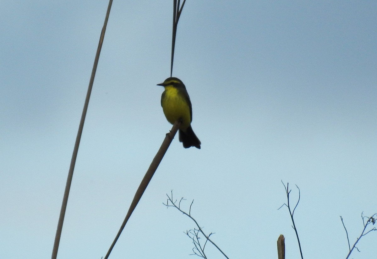 Yellow-browed Tyrant - ML115398701