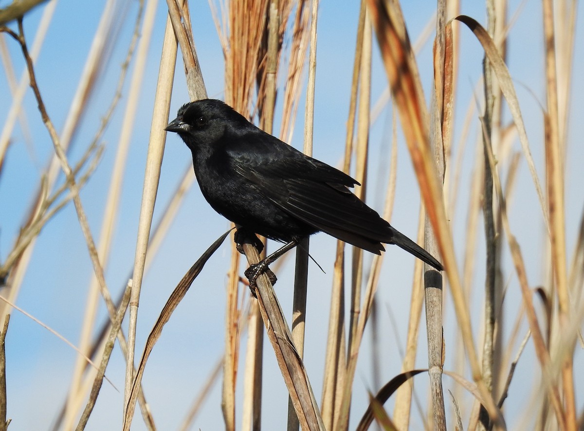 Screaming Cowbird - ML115398731