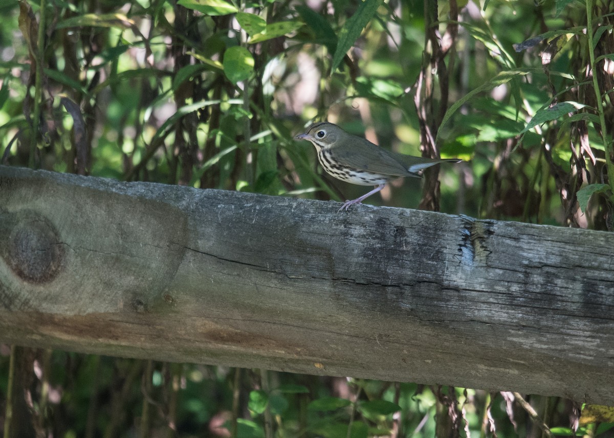 Ovenbird - ML115400721