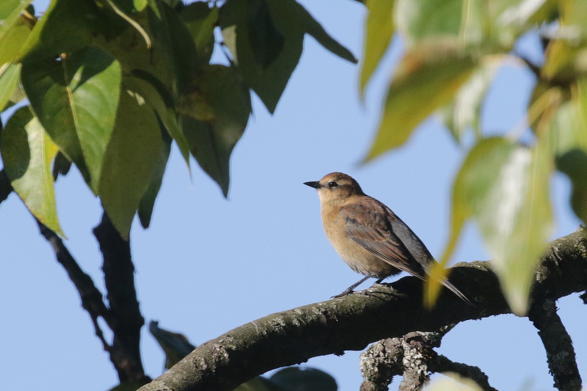 Rusty/Brewer's Blackbird - Cameron Eckert