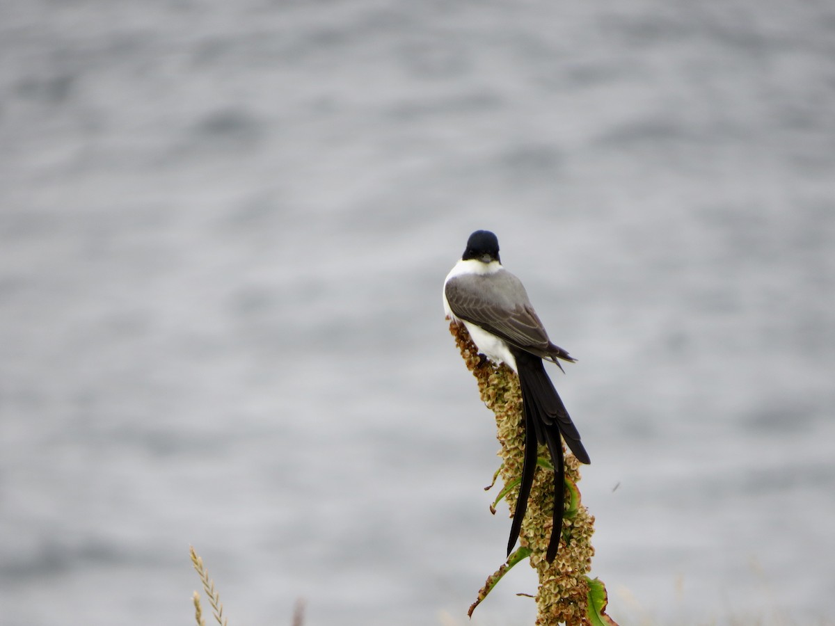 Fork-tailed Flycatcher - ML115402541