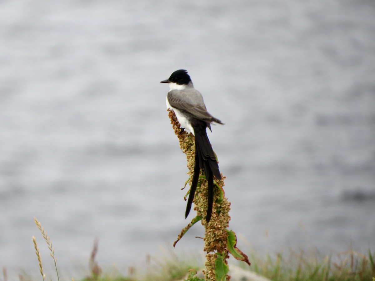 Fork-tailed Flycatcher - ML115402551