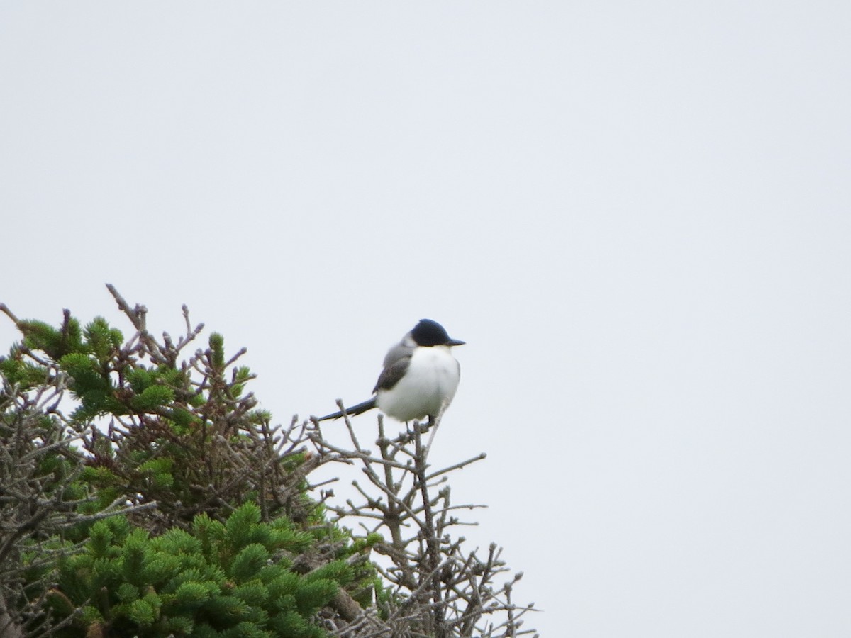 Fork-tailed Flycatcher - ML115402581