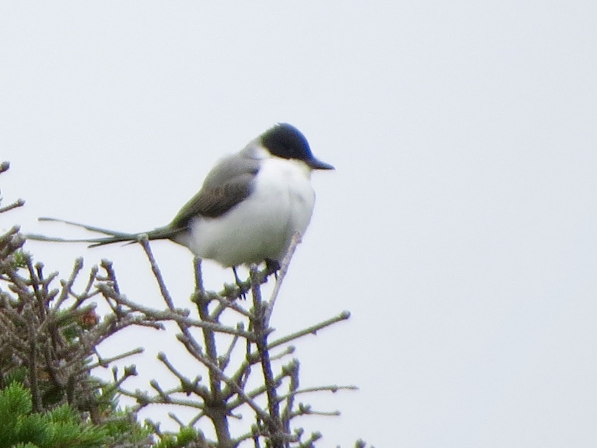 Fork-tailed Flycatcher - ML115402591