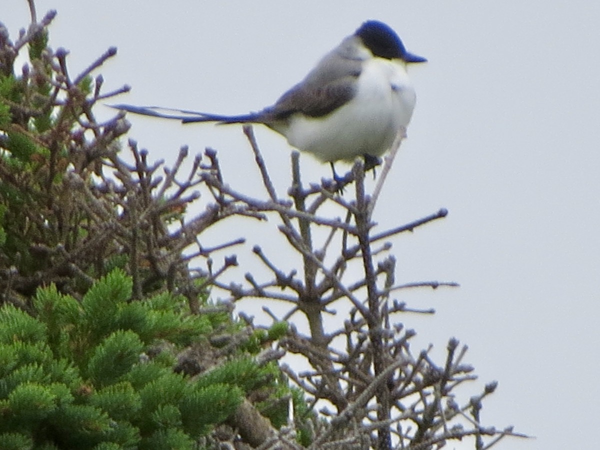 Fork-tailed Flycatcher - Jeanne-Marie Maher