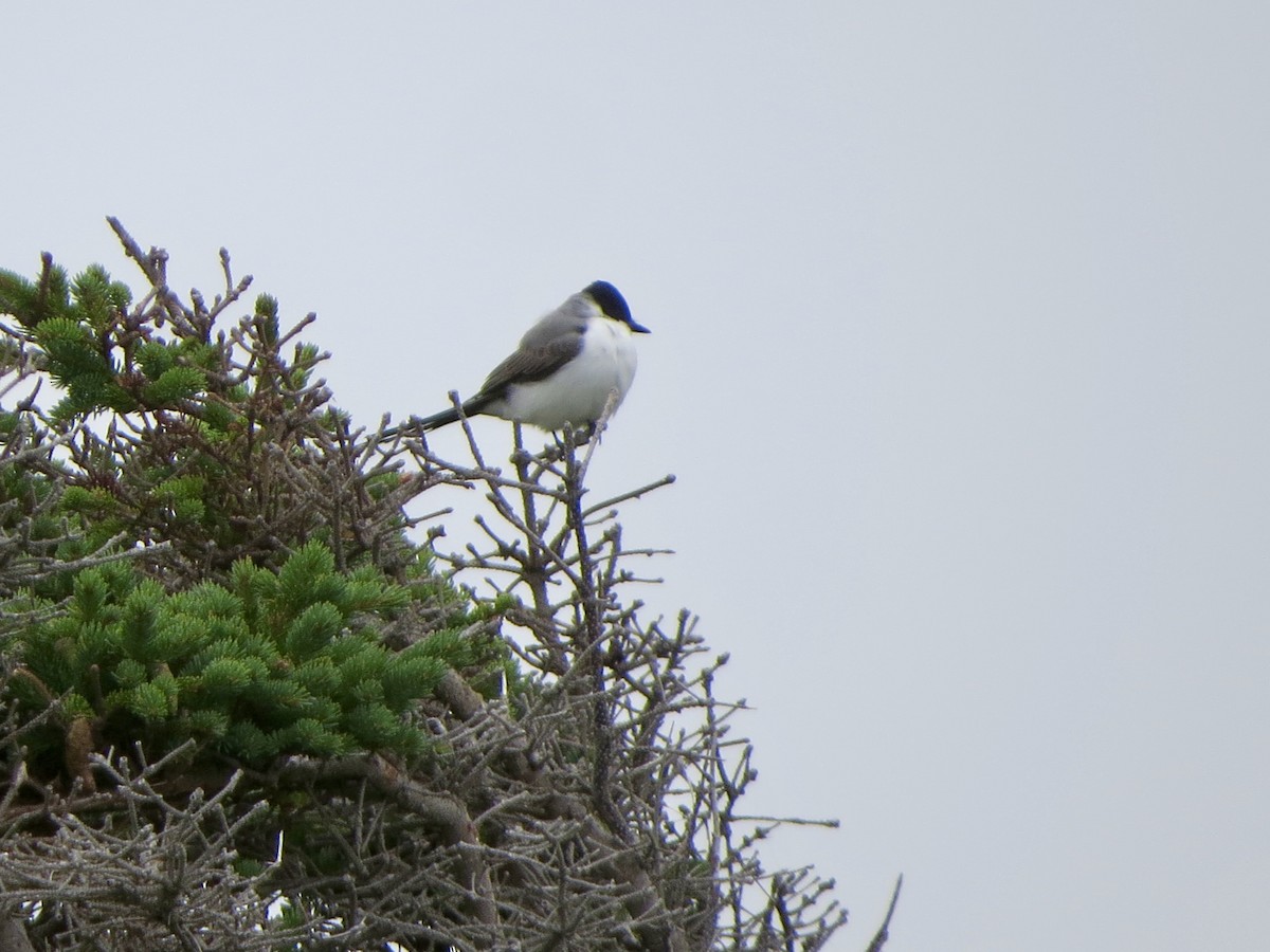 Fork-tailed Flycatcher - Jeanne-Marie Maher