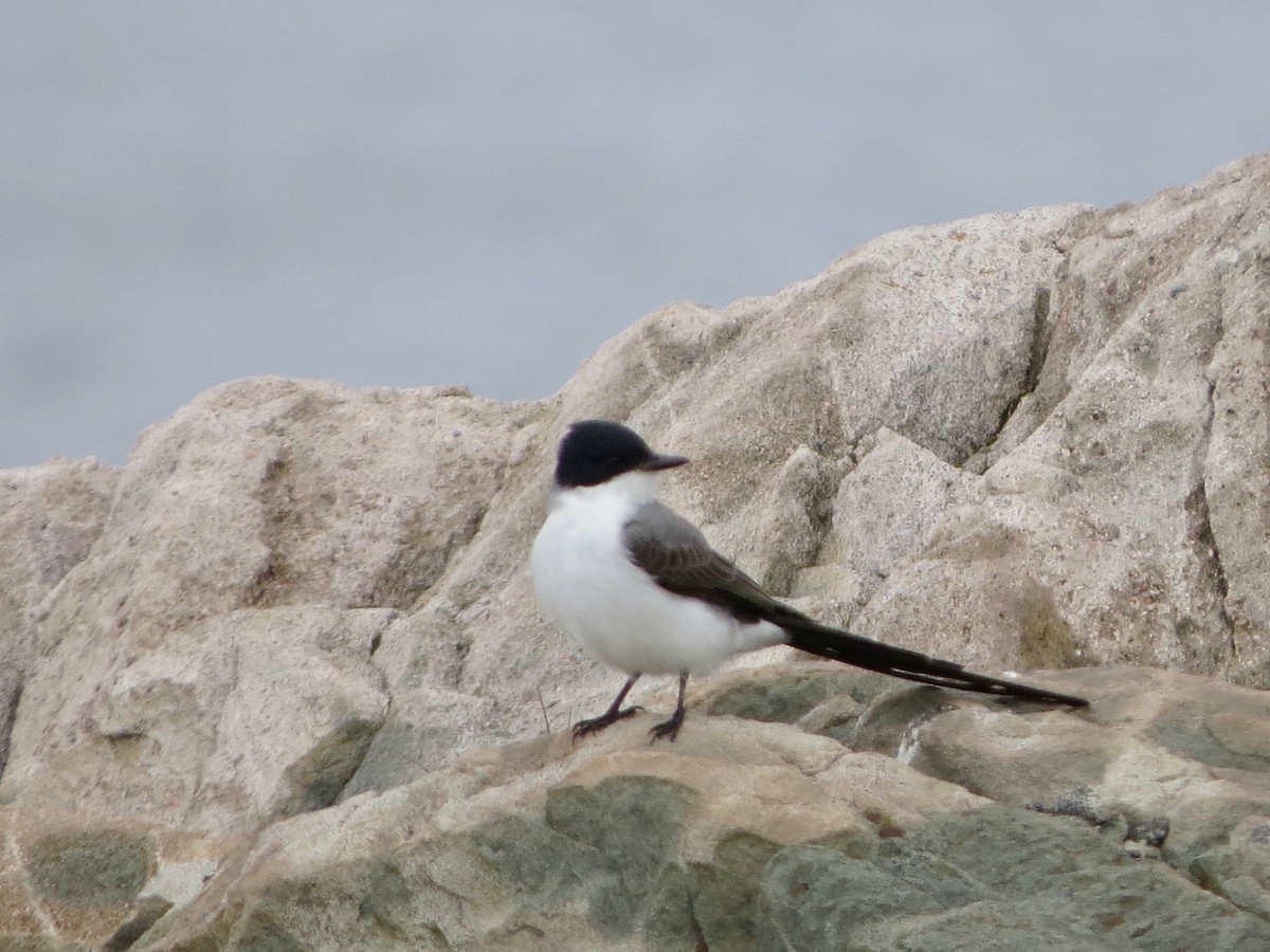 Fork-tailed Flycatcher - ML115402631