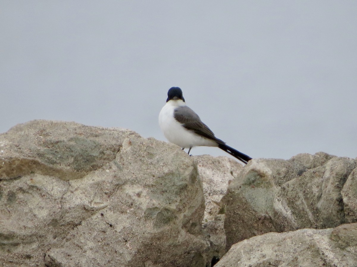 Fork-tailed Flycatcher - ML115402651